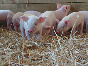 Piglets from Godstone Farm!