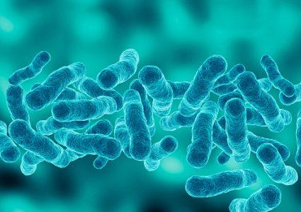 microscopic magnification Legionella